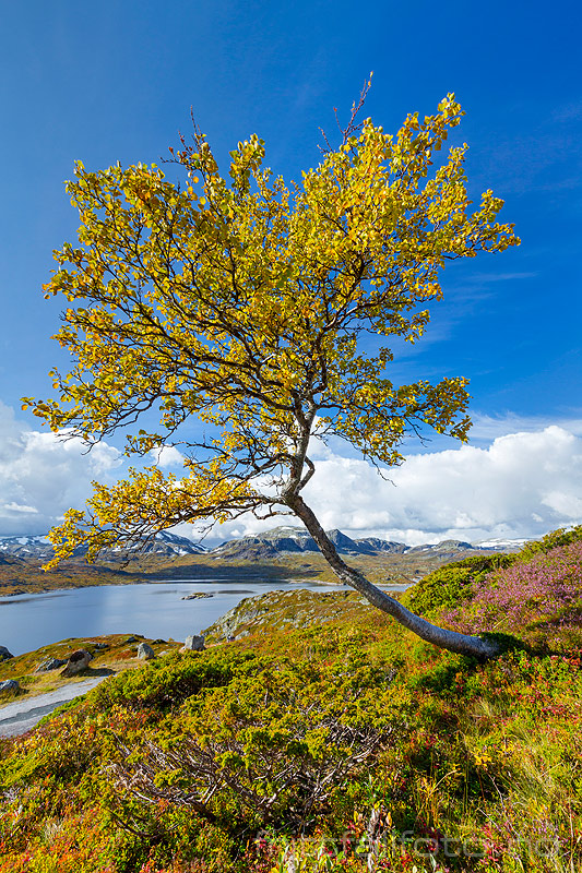 Haukelifjell.