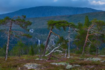 Sanddøldalen naturreservat, Lierne.