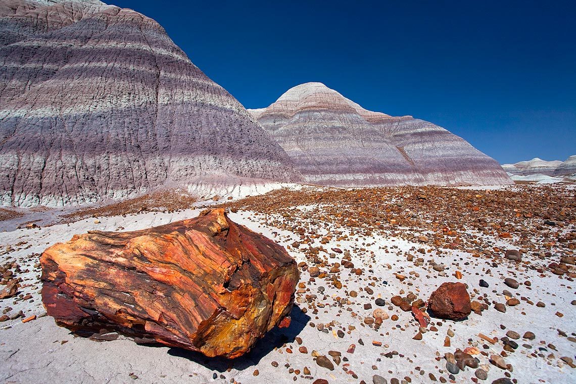 Forsteinet tre ligger strødd ved Blue Mesa i Petrified Forest National Park, Arizona, USA.<br>Bildenr 20080314-065.