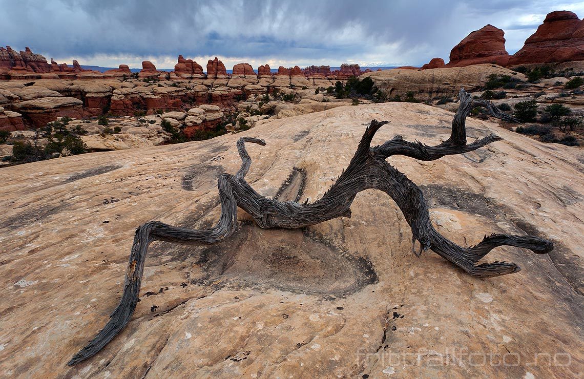 Ved Elephant Canyon, Canyonlands National Park, Utah, USA.<br>Bildenr 20080320-347.