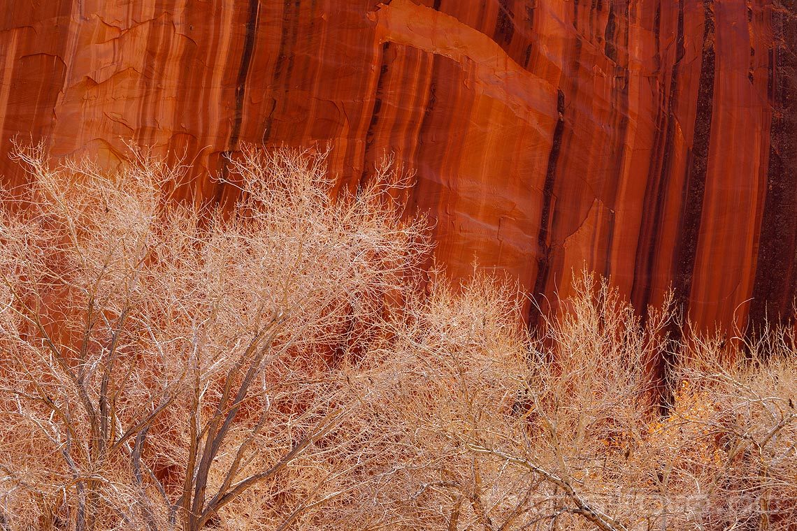 Fargerike fjellvegger i Cohab Canyon nær Fruita, Capitol Reef National Park, Utah, USA.<br>Bildenr 20080321-242.