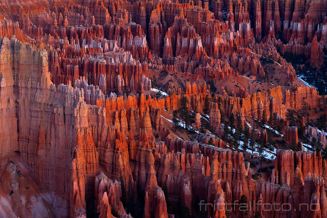 Morgenlyset farger fantastiske Bryce Canyon, Utah, USA.<br>Bildenr 20080322-003.