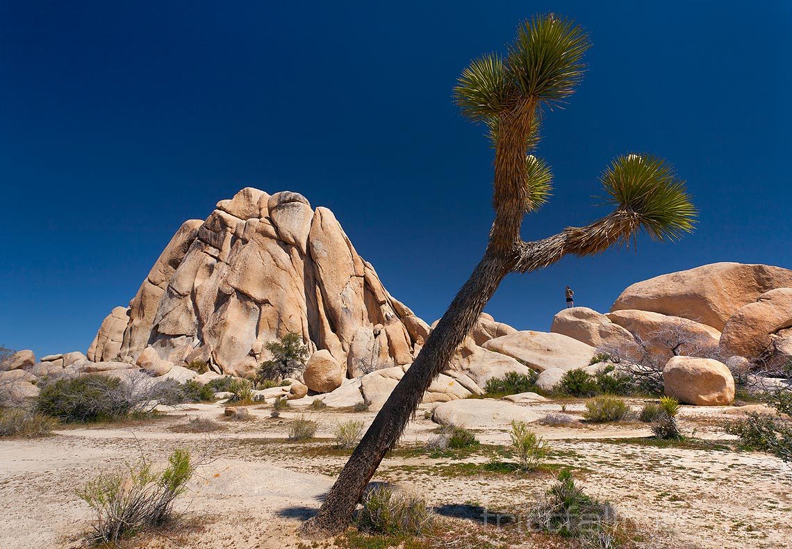 Ved Hidden Valley i Joshua Tree National Park, California, USA.<br>Bildenr 20080324-033.