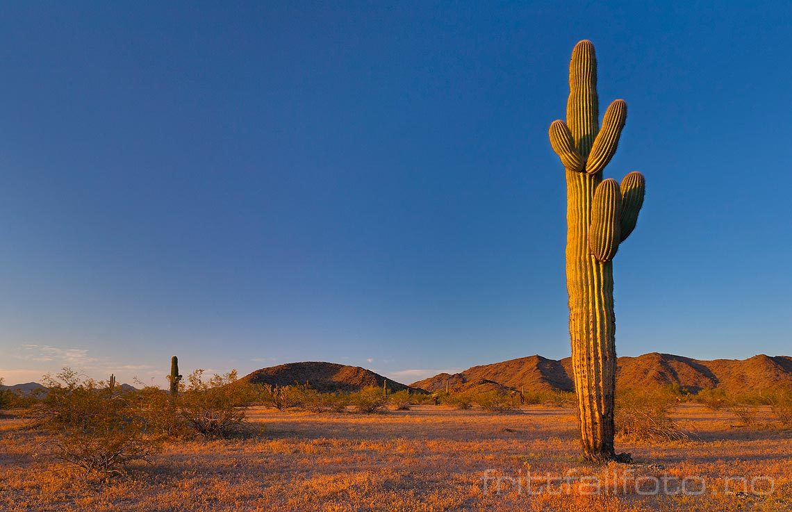 En enslig saguaro-kaktus vokser i Sonoran Desert National Monument nær Gila Bend, Arizona, USA.<br>Bildenr 20080324-140.