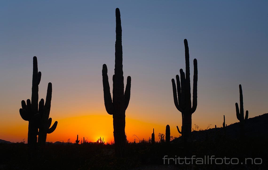 Solnedgang ved Maricopa Road i Sonoran Desert National Monument, Arizona, USA.<br>Bildenr 20080324-170.