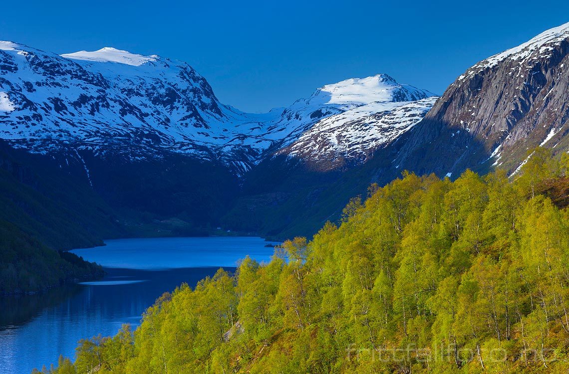 Fjellbjørkeskogen lyser ved Håra nær Røldal, Ullensvang, Vestland.<br>Bildenr 20090515-013.