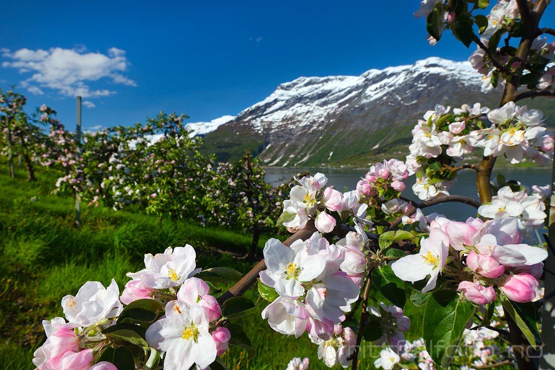 Fruktblomstring ved Lofthus, Ullensvang i Hardanger, Vestland.<br>Bildenr 20090515-098.