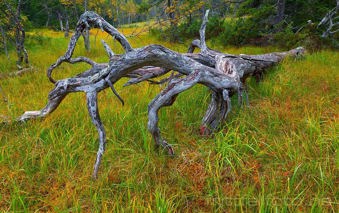 Høstfarger i Gutulia nasjonalpark, Engerdal, Innlandet.<br>Bildenr 20100911-118.