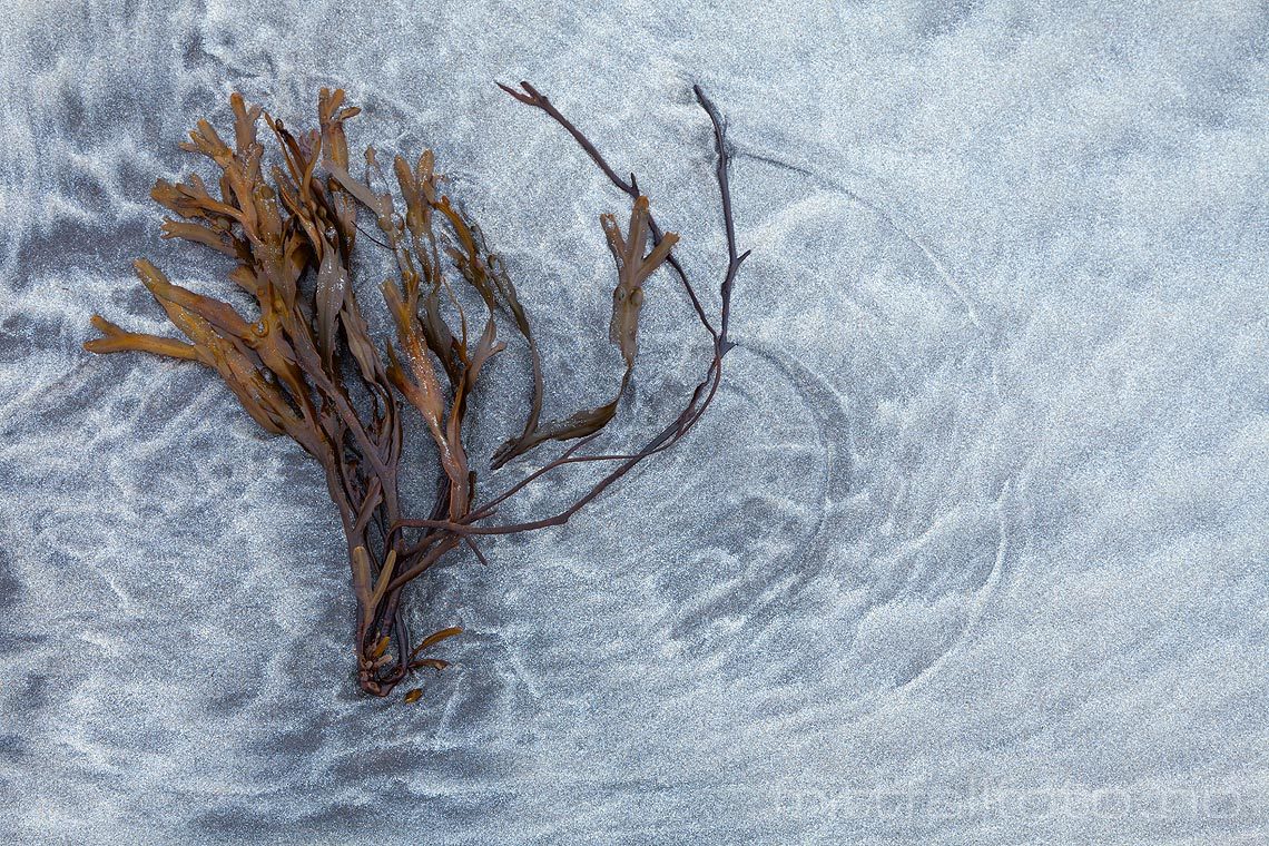 Naturens kunst ved Skagsanden på Flakstadøya, Flakstad i Lofoten, Nordland.<br>Bildenr 20110313-387.