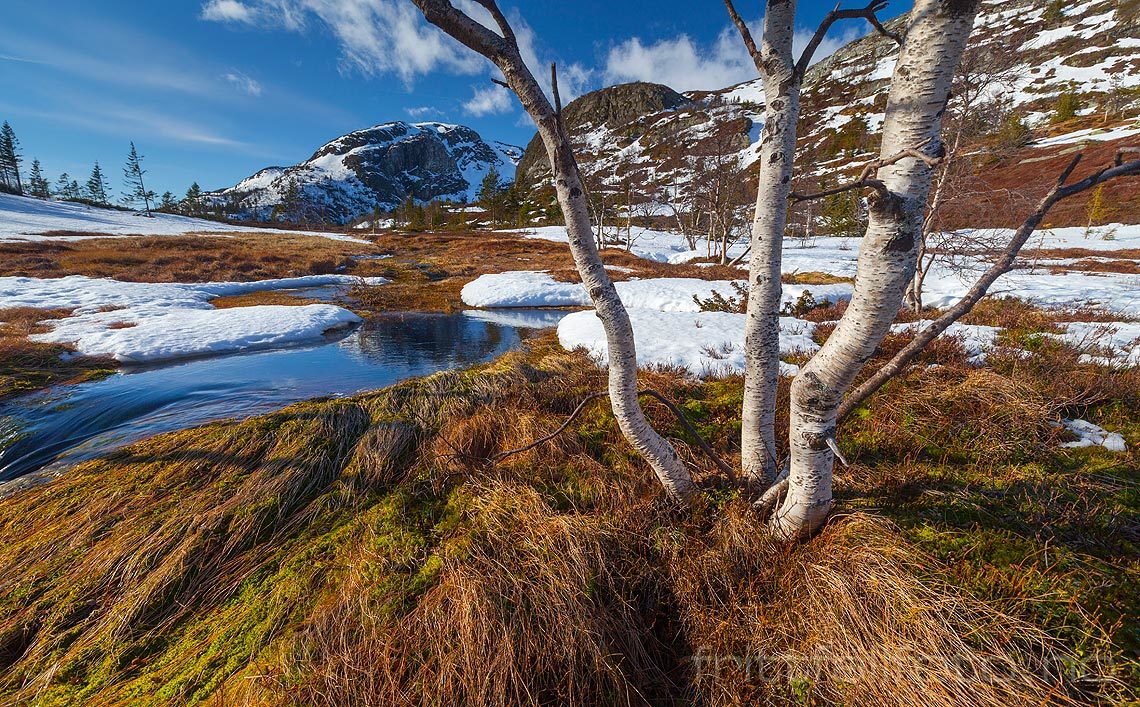 Snøen smelter ved Nautli på Lifjell, Seljord, Telemark.<br>Bildenr 20120313-329.