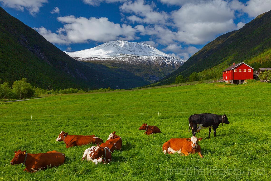 Snøkledte Gaustatoppen danner bakgrunn for nasjonalromantisk idyll i Vestfjorddalen, Tinn, Telemark.<br>Bildenr 20120602-034.