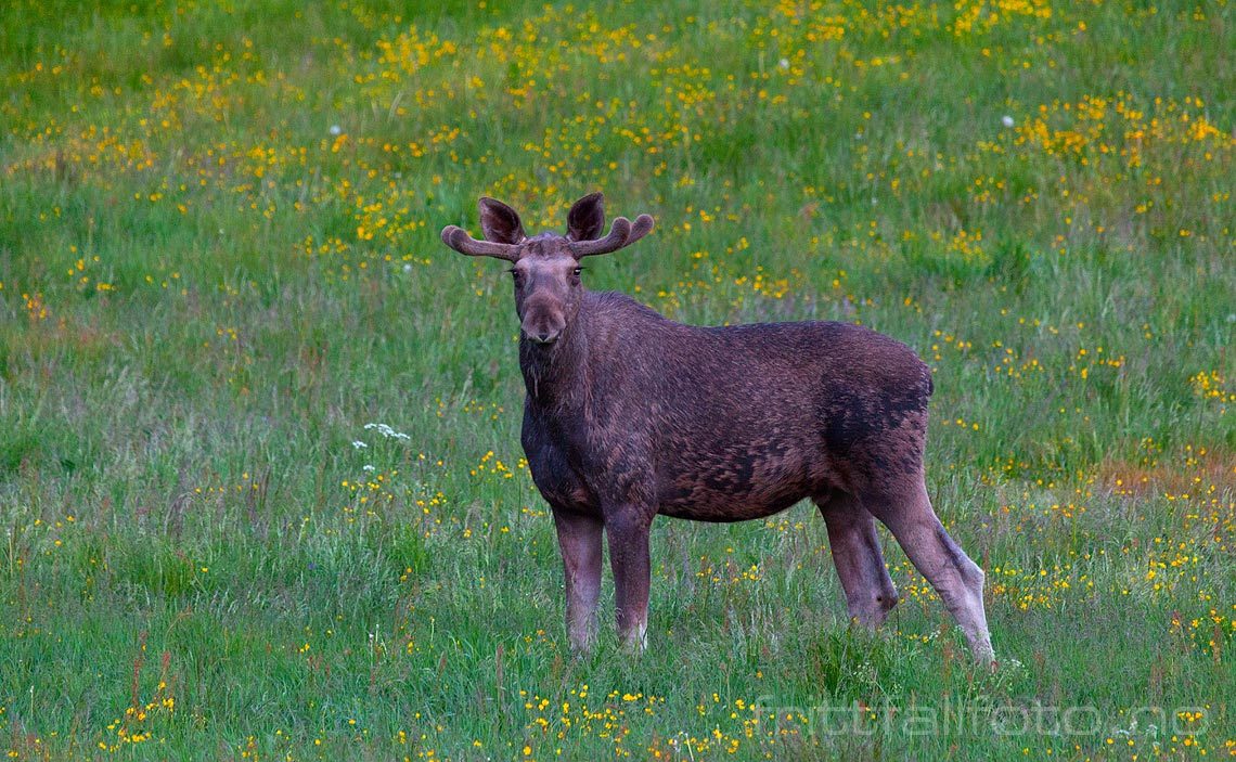 Elgen sjekker ut fotografen ved Brunkeberg, Kviteseid, Telemark.<br>Bildenr 20120619-431.