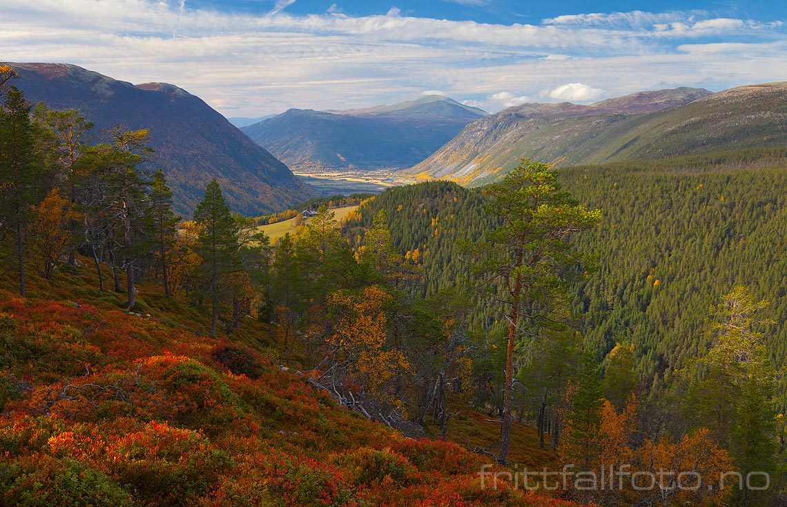 Høstfarger nær Raphamn ved Gudbrandsdalen, Sel, Innlandet.<br>Bildenr 20131003-481.