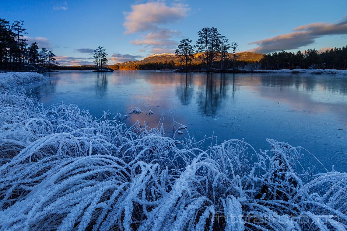 Rimfrost ved Sønstevatnet, Notodden, Telemark.<br>Bildenr 20131123-436.