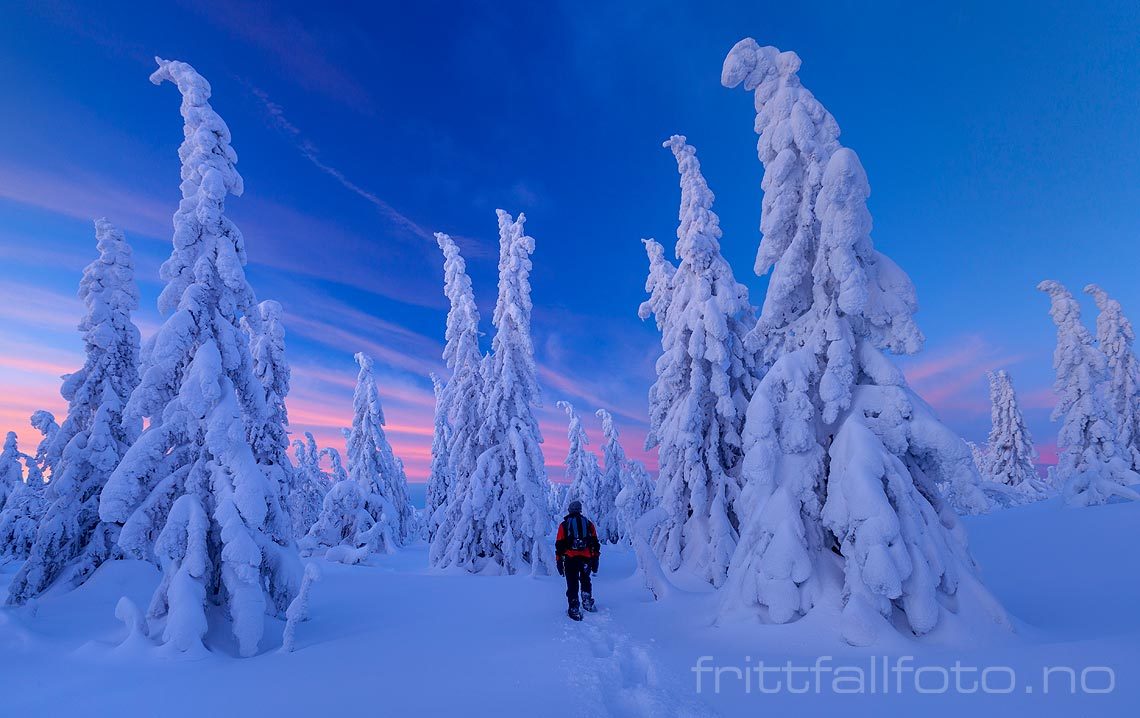 Inn i vinterskogen ved Jønnbuflåtin på Lifjell, Midt-Telemark, Telemark.<br>Bildenr 20140208-051.