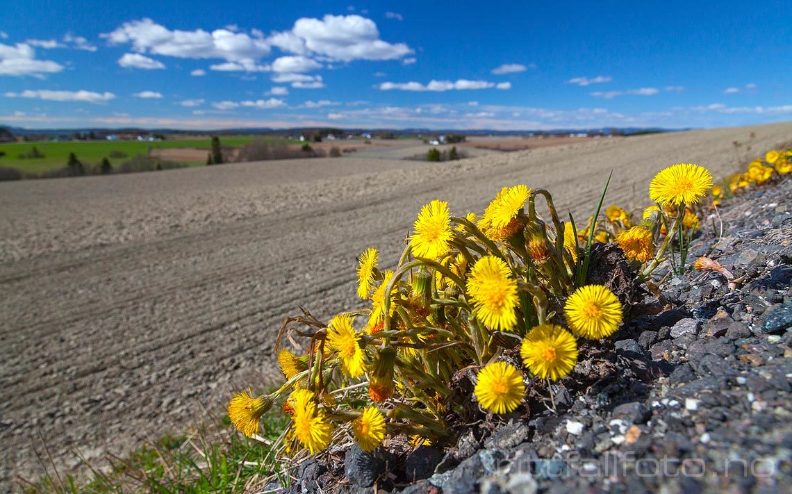 Hestehoven blomstrer nær Kløfta, Ullensaker på Romerike, Akershus.<br>Bildenr 20140415-466.