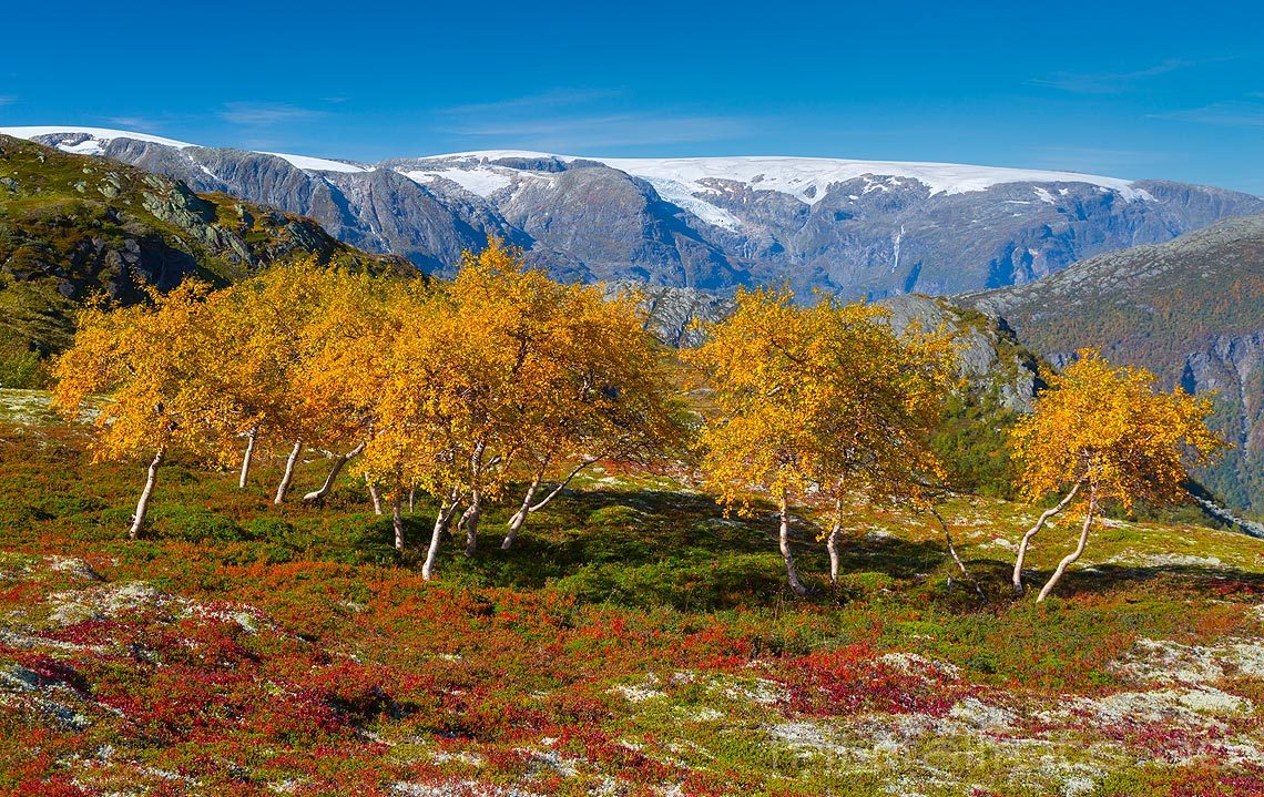 Folgefonna danner bakgrunn for fjellbjørkene ved Mosdalen nær Tyssedal, Ullensvang, Vestland.<br>Bildenr 20140914-312.