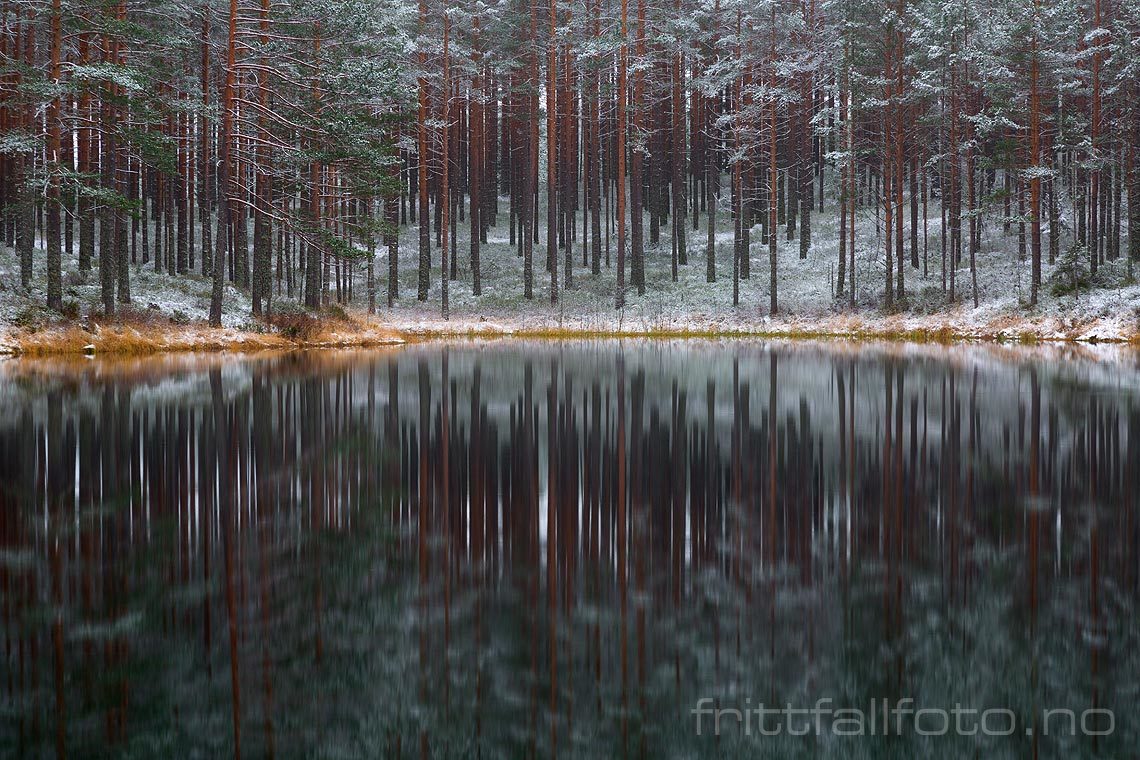 Første snøfall har drysset ned over skogen ved Sjodiplane, Åmi, Agder.<br>Bildenr 20141107-060.