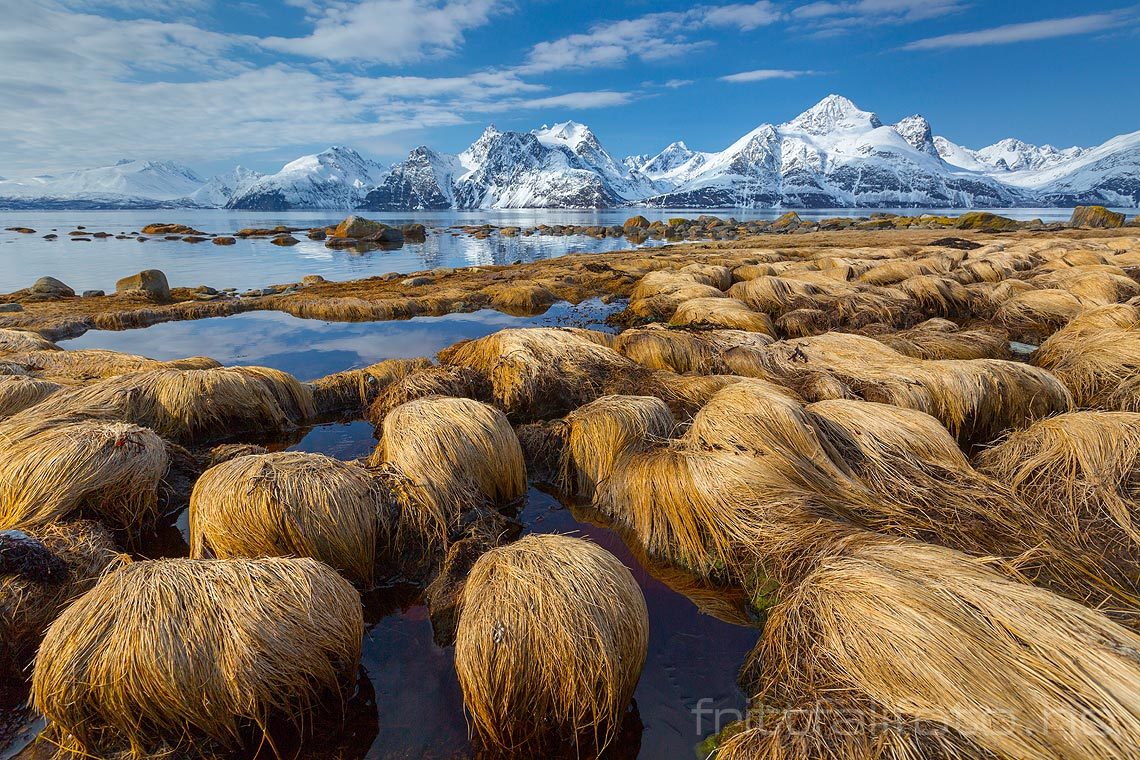 Gresstuer dekorerer fjæra på Spåkenes ved Lyngen, Nordreisa, Troms.<br>Bildenr 20150416-489.