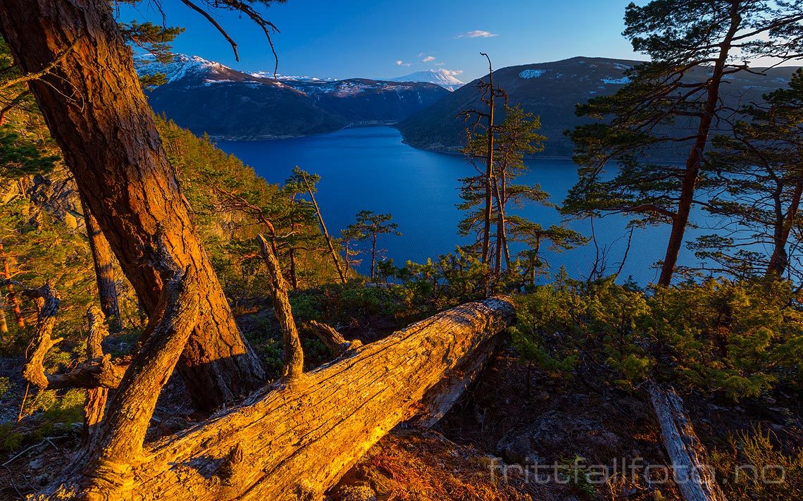 Gammel furuskog ved Gjuvet naturreservat nær Tinnsjå, Tinn, Telemark.<br>Bildenr 20150421-052.