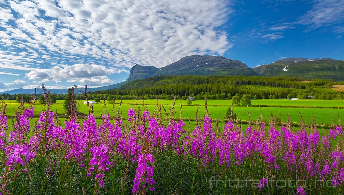 Sommerdag nær Ullsåk i Hemsedal, Buskerud.<br>Bildenr 20150808-174.