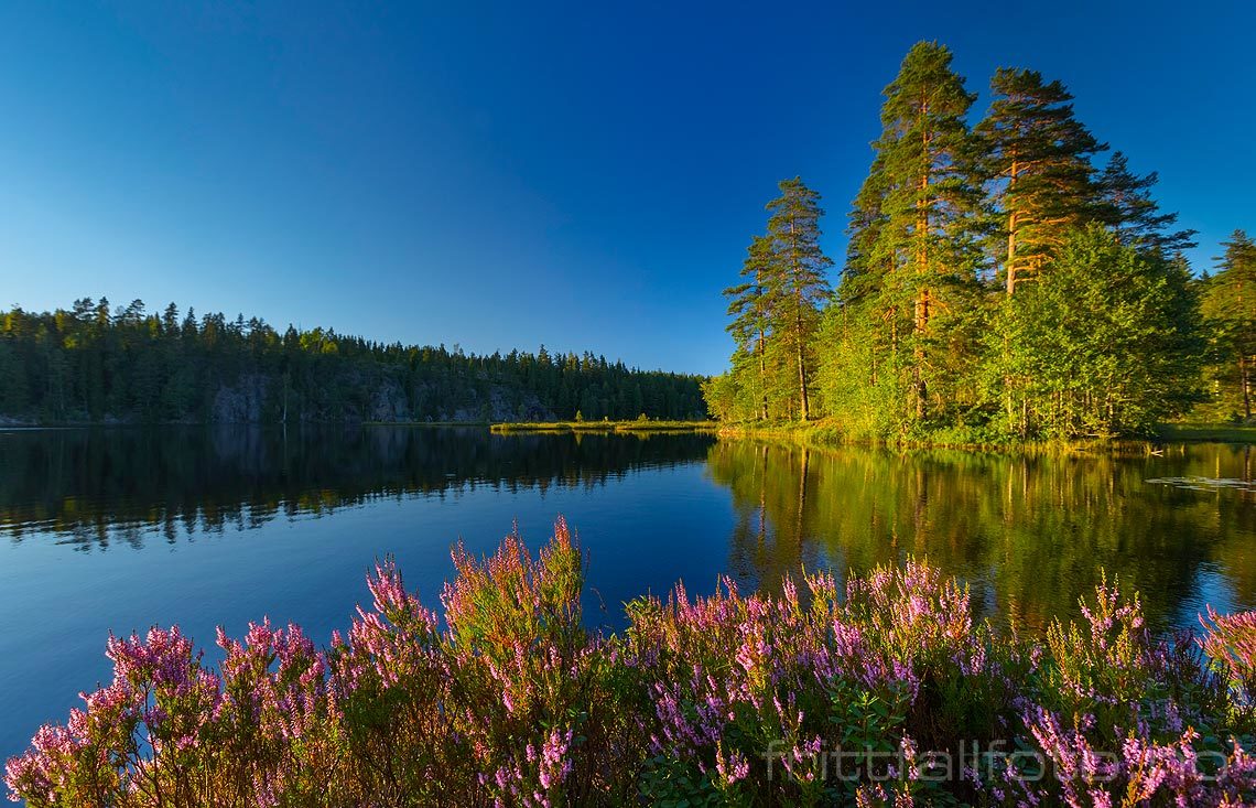 Sommerkveld ved Tvillingtjenn, Aurskog-Høland, Akershus.<br>Bildenr 20150817-067.