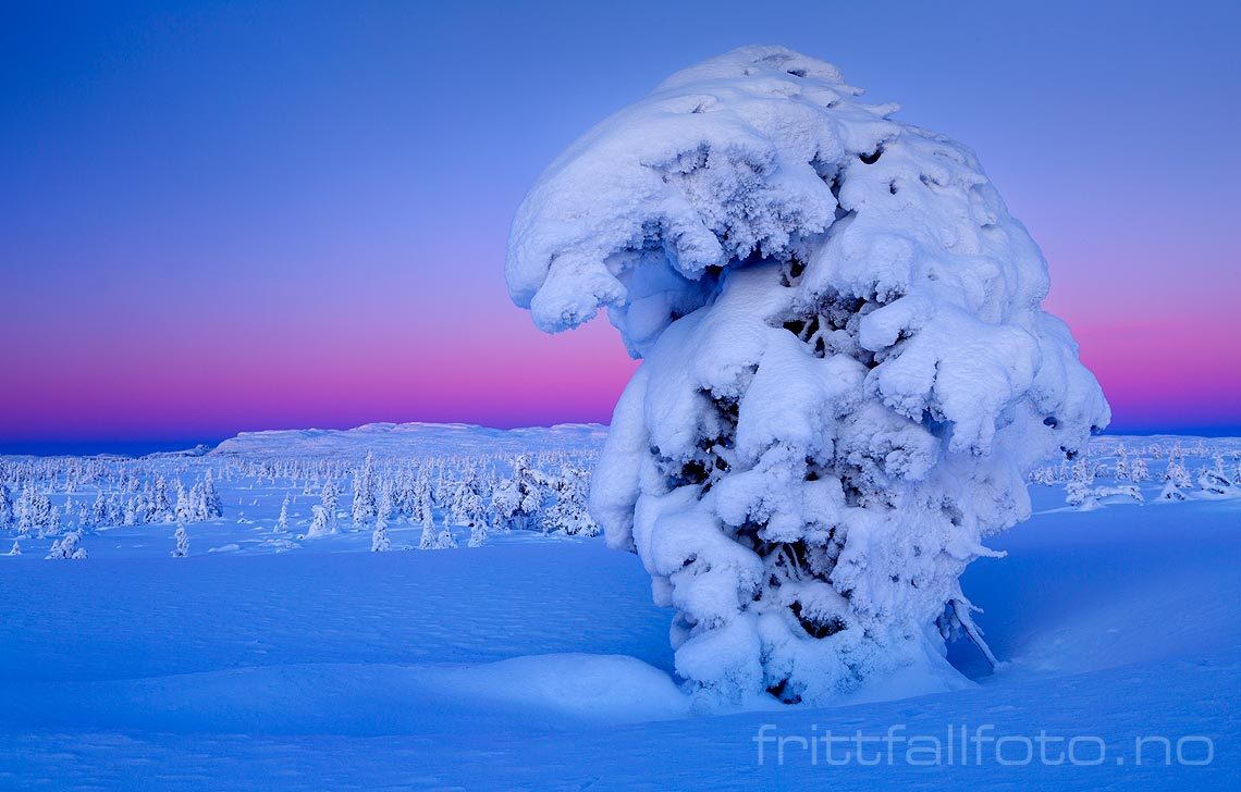 Det er like før januarsola tipper over horisonten ved Blefjell, Flesberg, Buskerud.<br>Bildenr 20160117-054.