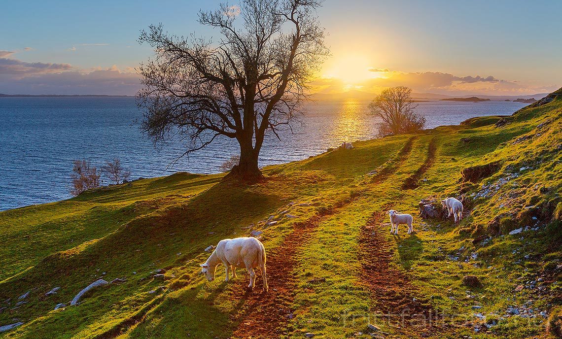 Sau i solnedgang ved Sønstø på Finnøy, Stavanger, Rogaland.<br>Bildenr 20160423-547.