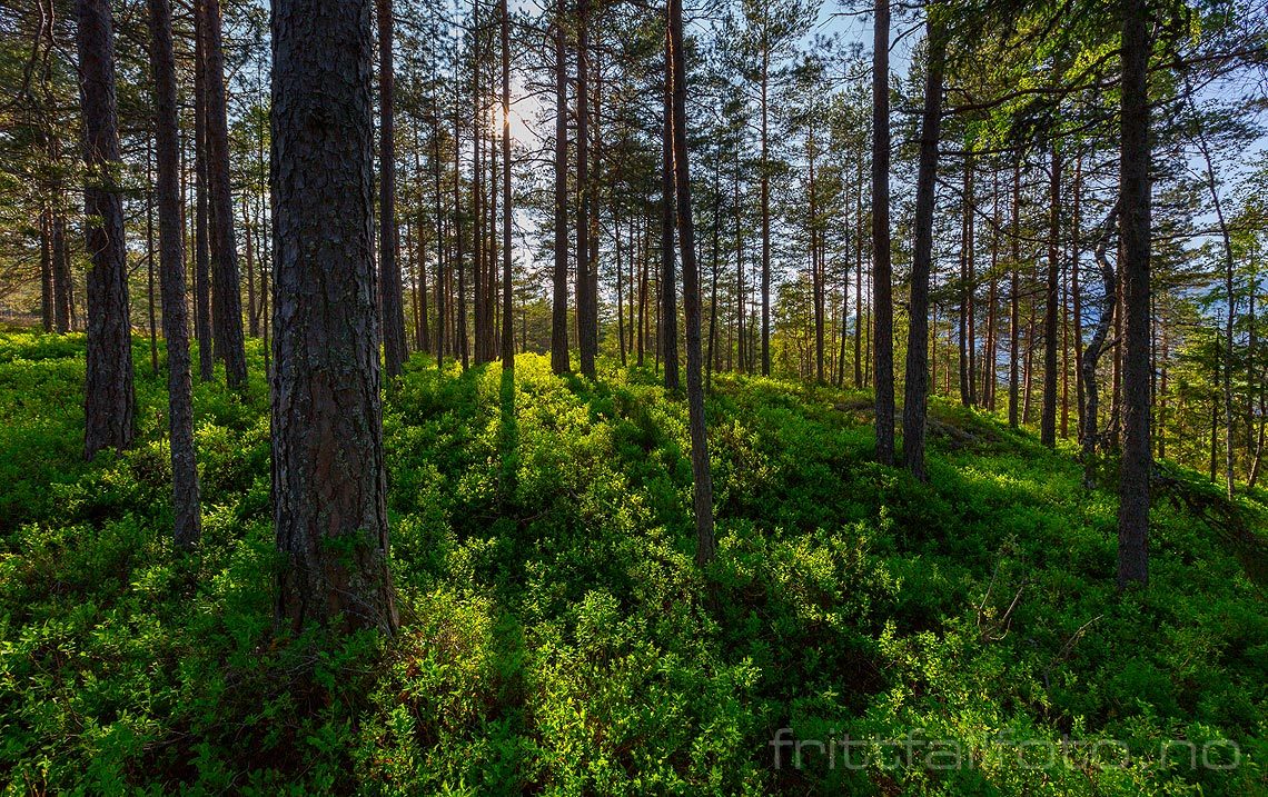 Sommerkveld i furuskogen på Løvollåsen (Lovaldåsen) i Øvre Bø, Midt-Telemark, Telemark.<br>Bildenr 20160526-010.