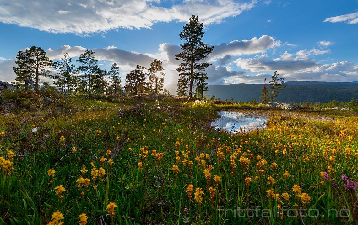 Sommerkveld i furuskogen ved Sanddøldalen naturreservat, Lierne, Trøndelag.<br>Bildenr 20160805-298.