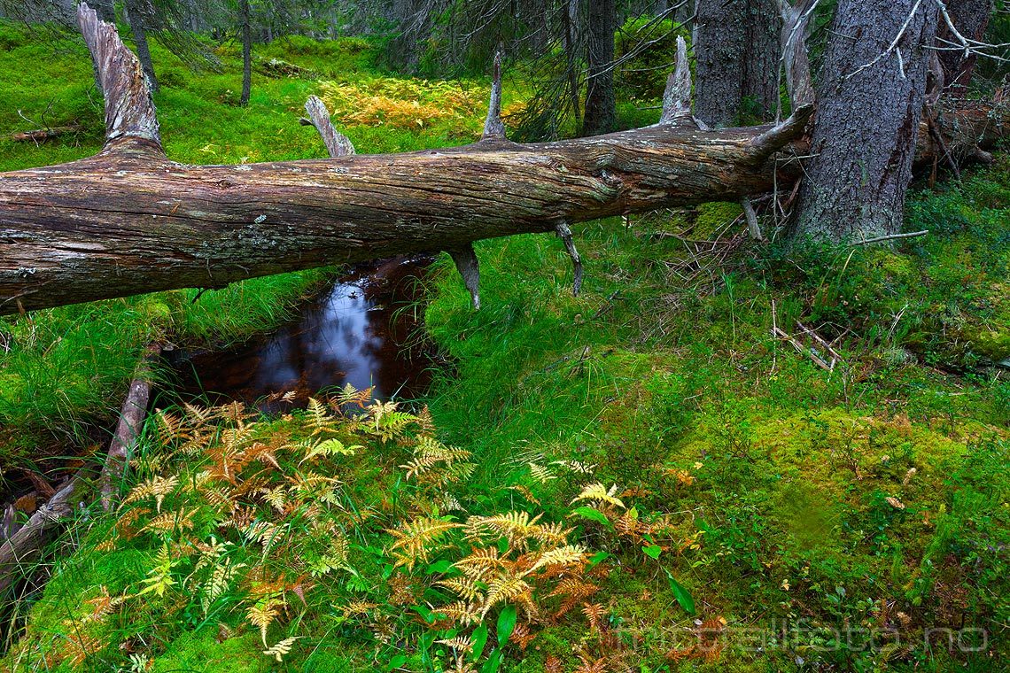 Skogsinteriør nær Orrknollen i Gutulia nasjonalpark, Engerdal, Innlandet.<br>Bildenr 20100911-082.