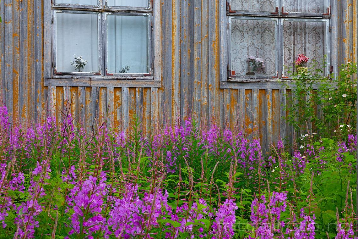 Geitrams ved gammelt hus i Vestbygda, Snåsa, Trøndelag.<br>Bildenr 20120712-029.