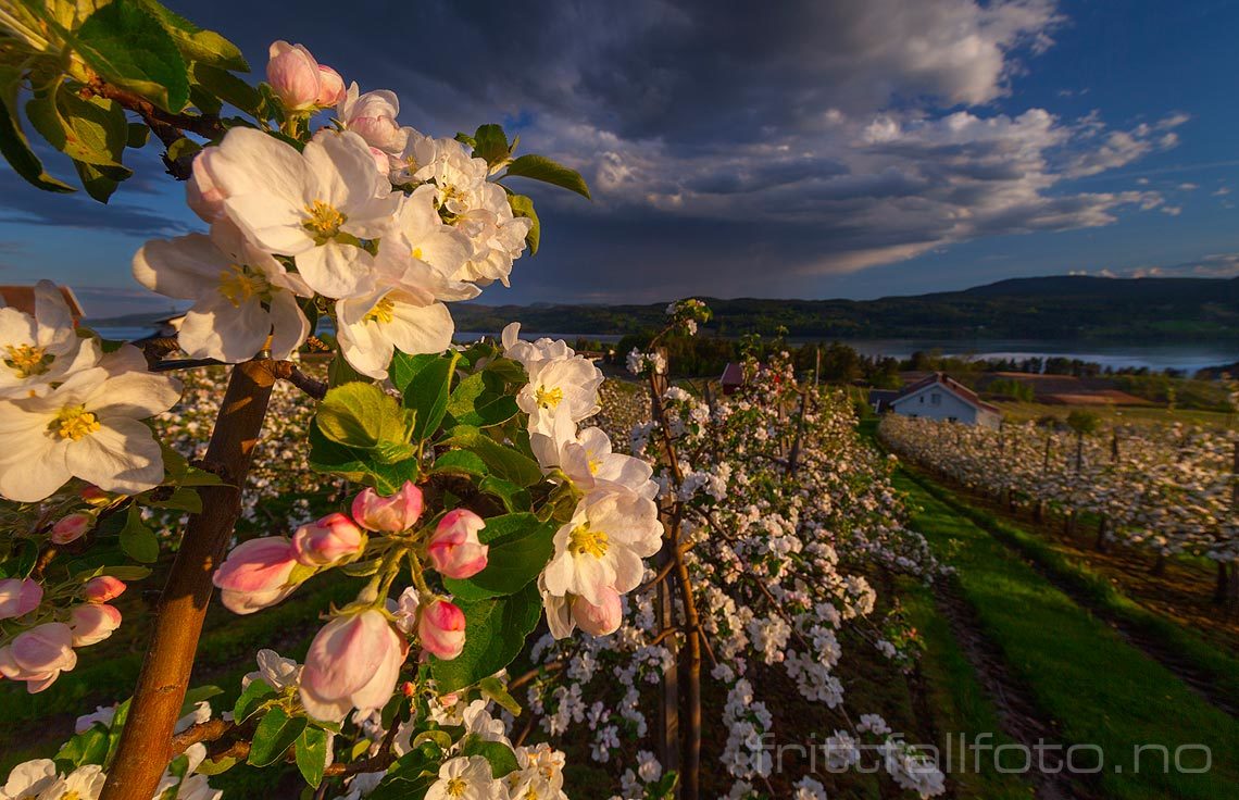 Fruktblomstring ved Øygarden på Nesodden i Norsjø, Midt-Telemark, Telemark.<br>Bildenr 20130526-447.