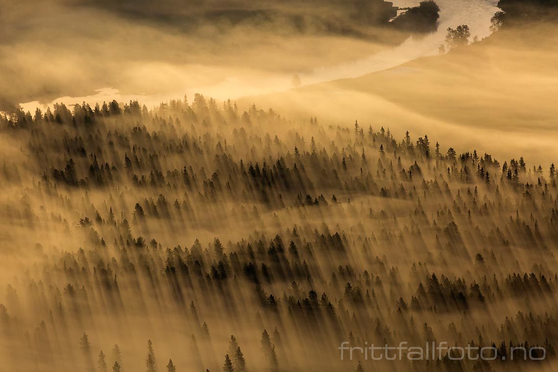 Morgentåke over skogen nær Nedre Gjuvestølen i Hemsedal, Hemsedal, Buskerud.<br>Bildenr 20150808-015.