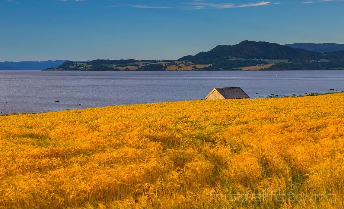 Sensommerkveld nær Viggja ved Orkdalsfjorden, Skaun, Trøndelag.<br>Bildenr 20150818-518.