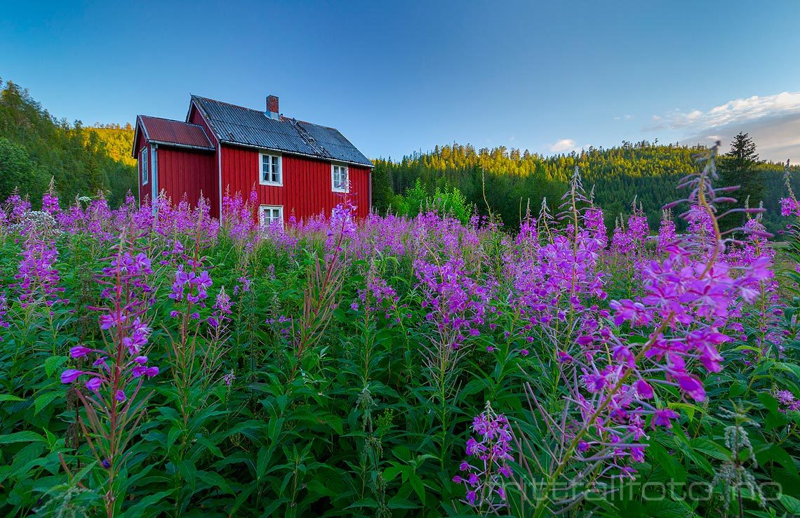 Geitramsen blomstrer ved Toremoen i Sanddøldalen, Grong, Trøndelag.<br>Bildenr 20160805-376.