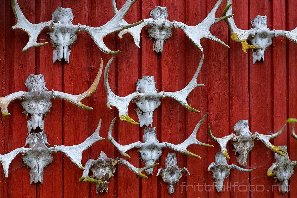 Jakttrofeer på vegg ved Skjerva, Lunner, Viken.<br>Bildenr 20160830-151.