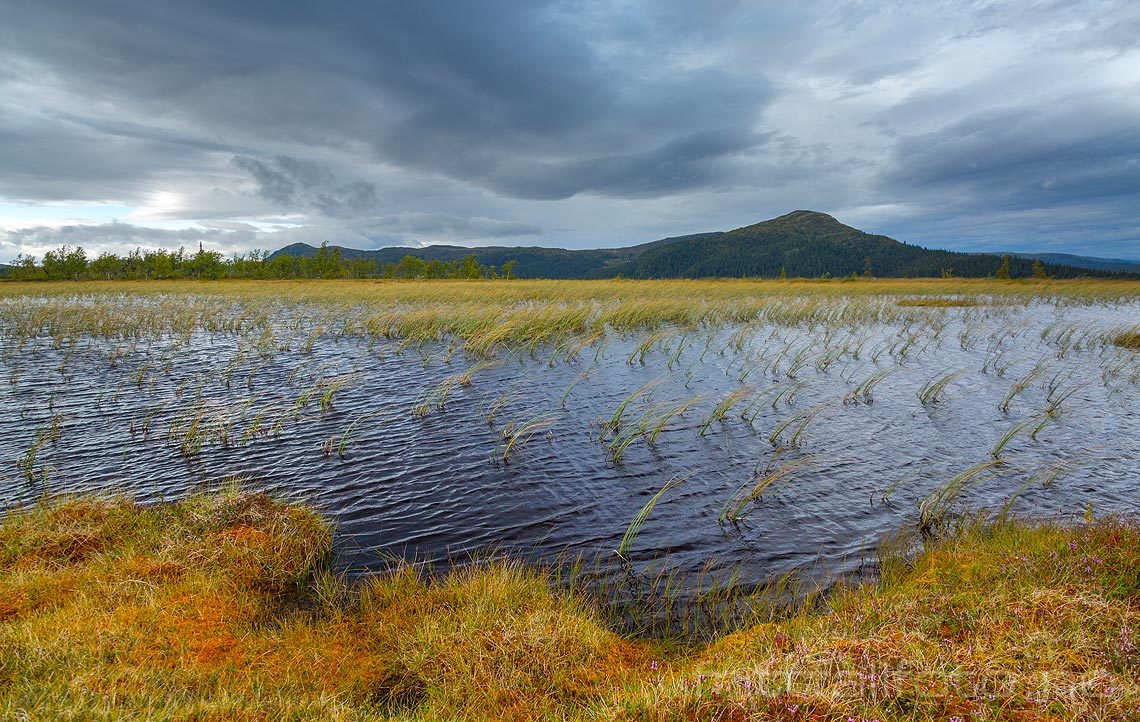 Ormtjernkampen stikker opp bak Oppsjømyra nær Oppsjølia, Gausdal, Innlandet.<br>Bildenr 20160830-591.