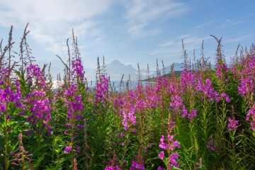Djupvik, Lyngen.