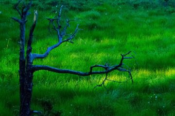 Olashei naturreservat, Lillesand.