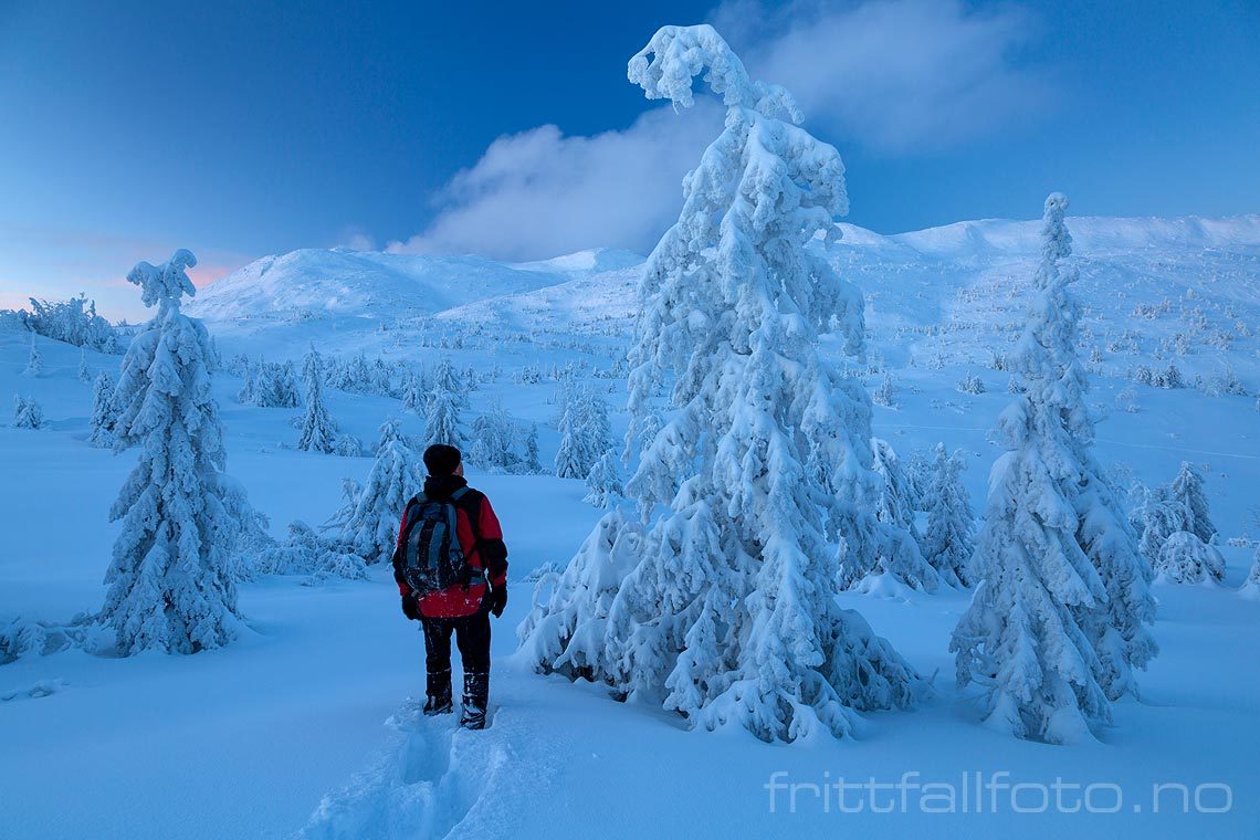 Eventyrstemning i fjellskogen under Lifjell, Midt-Telemark, Telemark.<br>Bildenr 20180116-085.