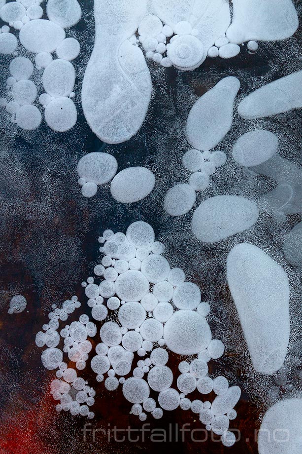 Luftbobler i isen ved Langetjønn på Lifjell, Midt-Telemark, Telemark.<br>Bildenr 20181124-305.