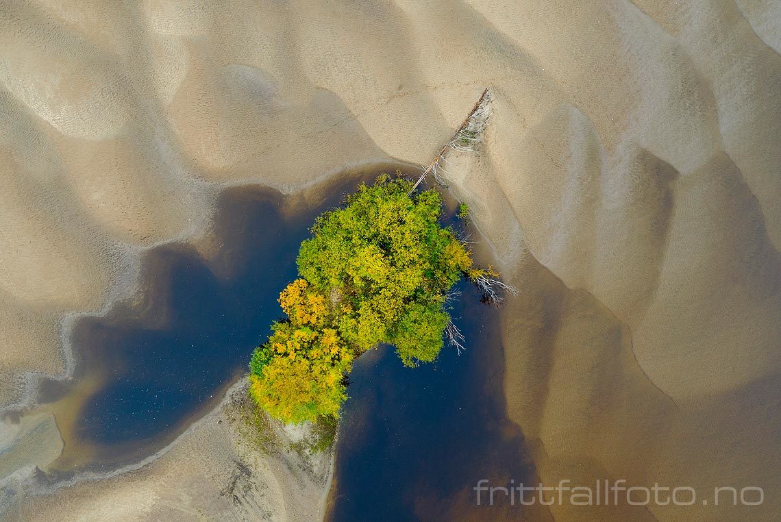 Sand og vegetasjon på Løkenstranda nær Heradsbygd, Elverum, Innlandet.<br>Bildenr 20191004-129.