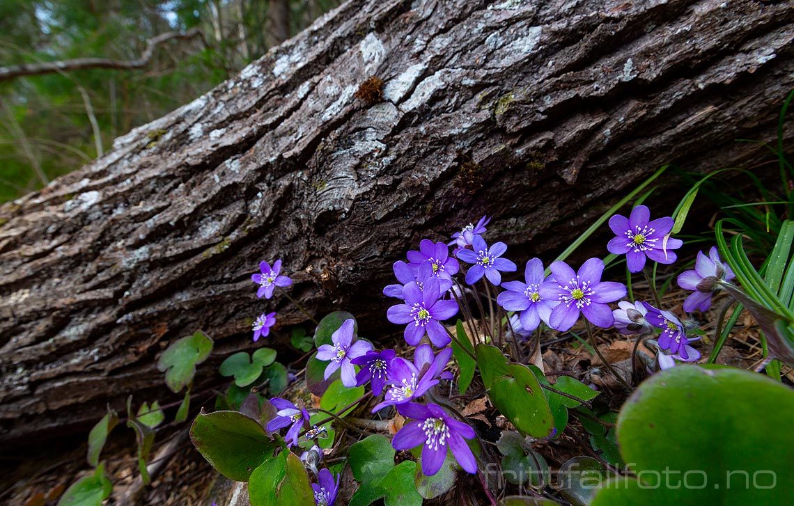 Blåveisen blomstrer i lia under Eriksteinfjellet, Midt-Telemark, Telemark.<br>Bildenr 20190406-068.