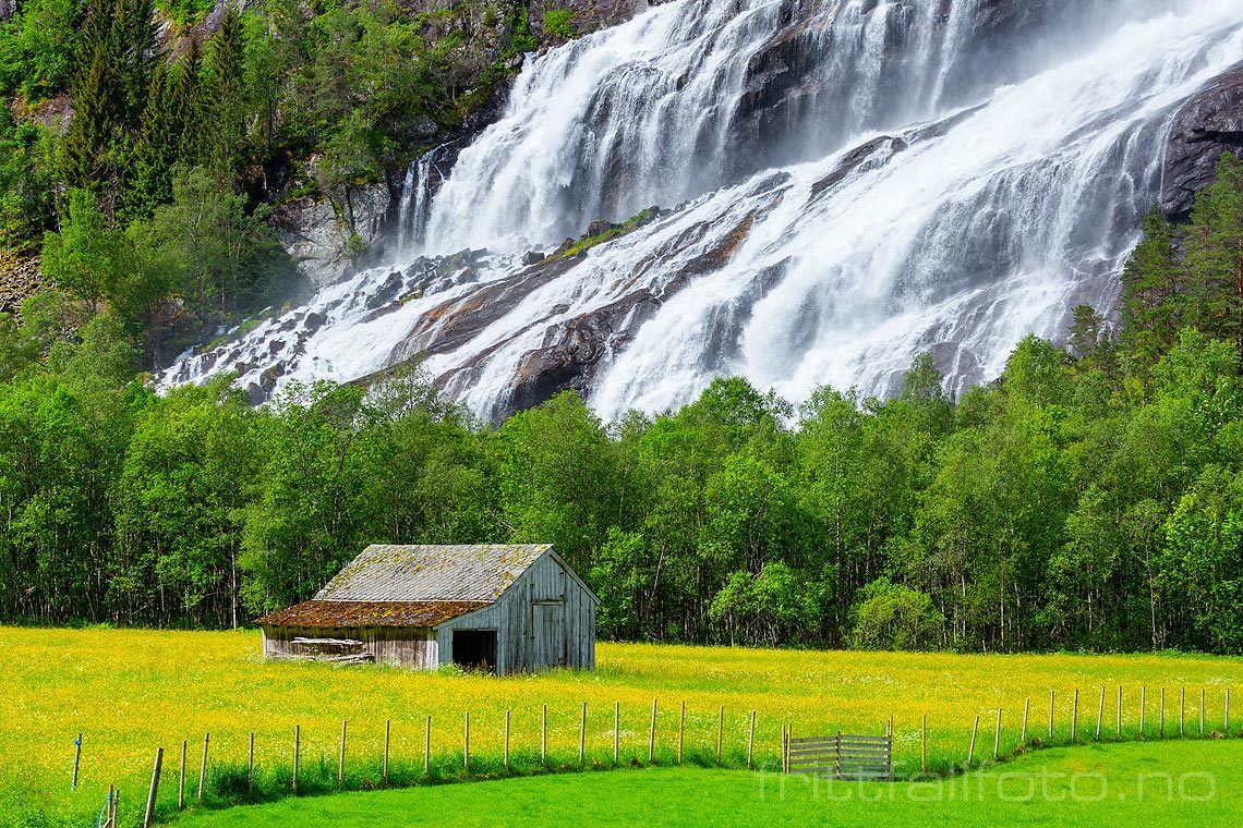 Vidfoss danne bakgrunn for kulturlandskapet ved Hildal i Oddadalen, Ullensvang, Vestland.<br>Bildenr 20190610-113.