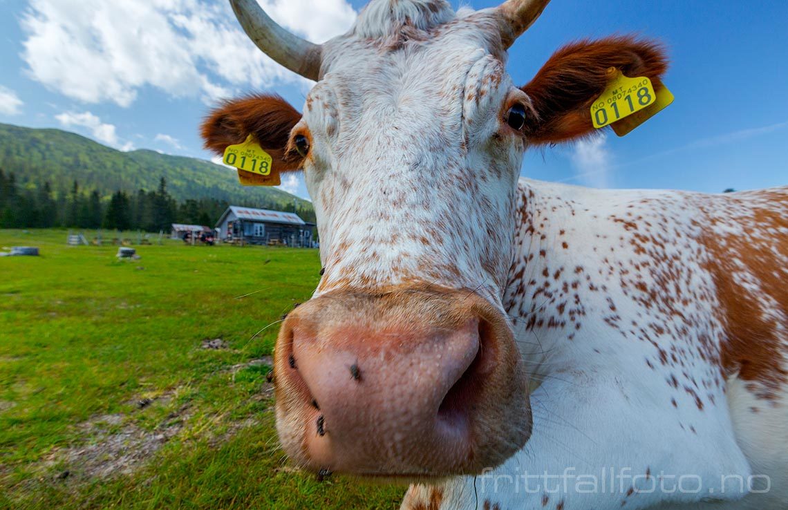 Dagros liker seg på Gavlesjåstulen ved Lifjell, Notodden, Telemark.<br>Bildenr 20190714-191.