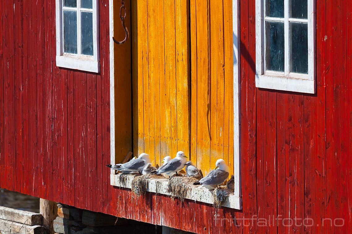 Måkene hekker ved gammelt sjøhus i Rørvik på Vikna, Nærøysund, Trøndelag.<br>Bildenr 20120709-104.