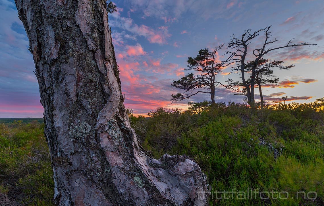 Sommerkveld i furuskogen på Sovehei, Lillesand, Agder.<br>Bildenr 20150619-061.