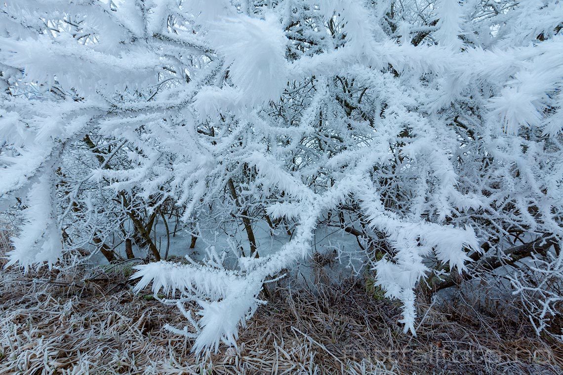 Rimfrost ved Årnesbukta i Norsjø, Midt-Telemark, Telemark.<br>Bildenr 20170128-190.