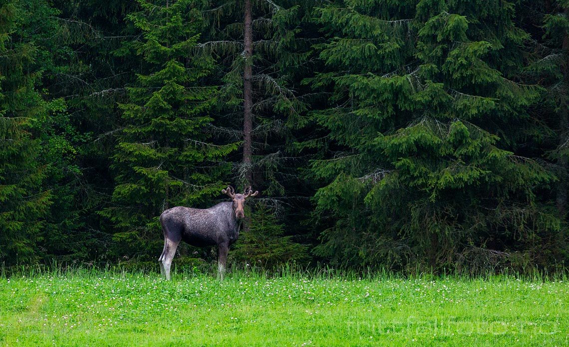 En elg følger nøye med på fotografen ved Oppdal, Overhalla, Trøndelag.<br>Bildenr 20180804-068.